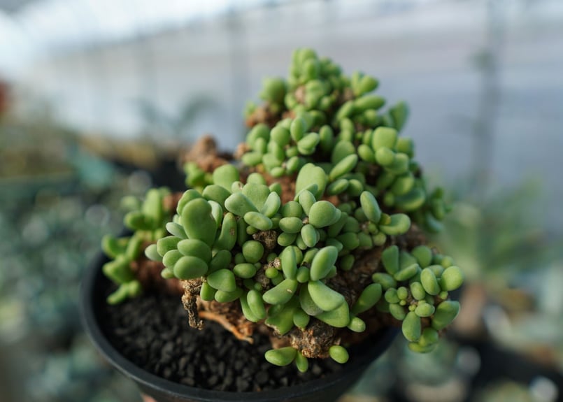 ケラリア ピグマエア Ceraria pygmaea | mana's farm:塊根植物・ア