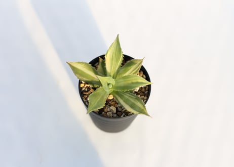 Agave 楊貴妃