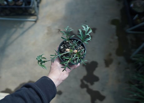 ペラルゴニウム　ビオリフロルム　Pelargonium violiflorum　C13