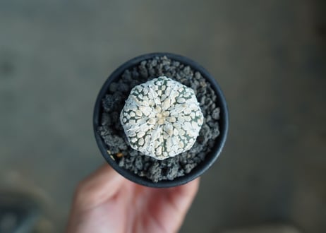 アストロフィツム　スーパー兜 Astrophytum asterias 'Super Kabuto'