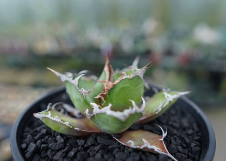 アガベ チタノタ シーザー agave titanota caesar　No.1
