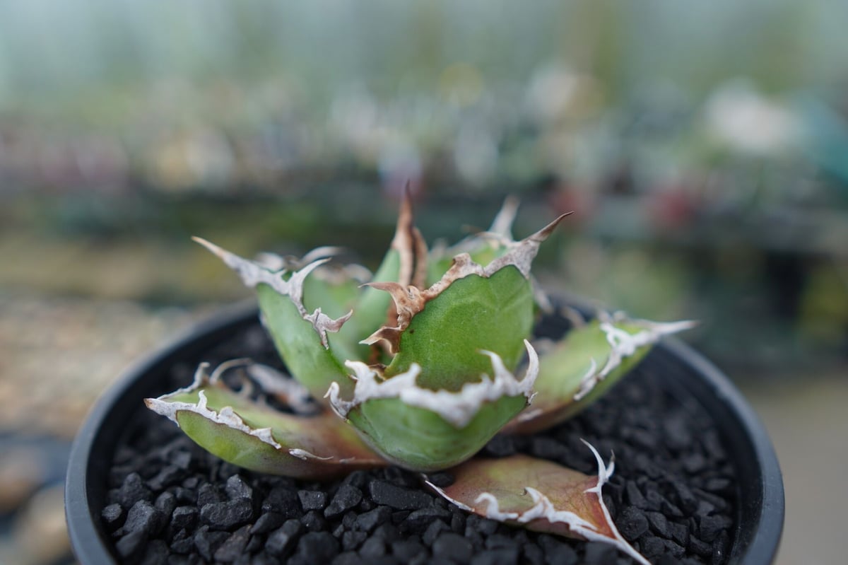 アガベ チタノタ シーザー agave titanota caesar No.1 | mana
