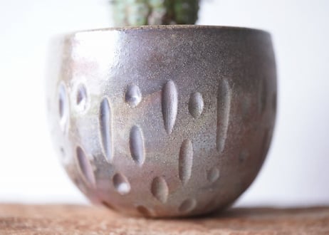 Euphorbia stellispina
