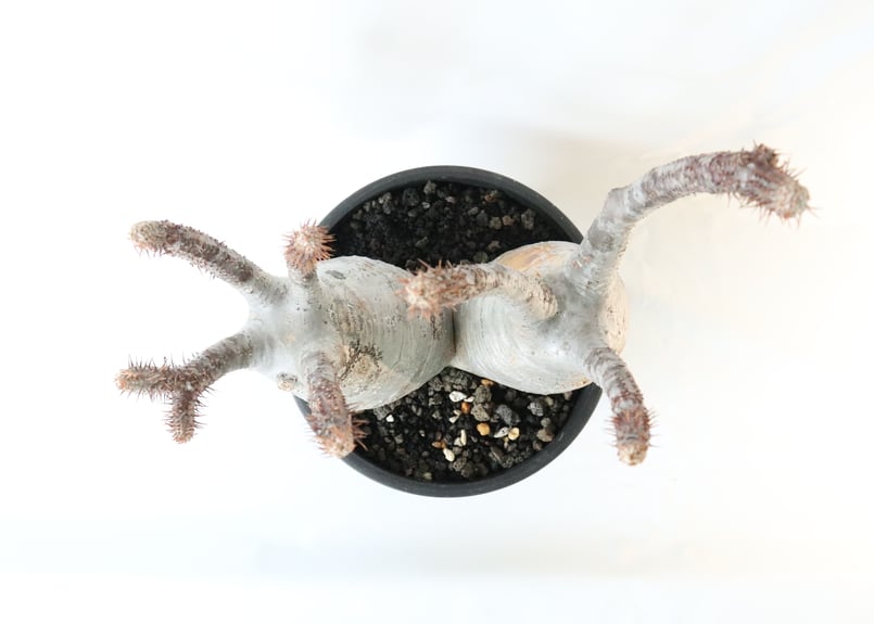 パキポディウム グラキリス 双頭株 №3 | mana's farm:塊根植物