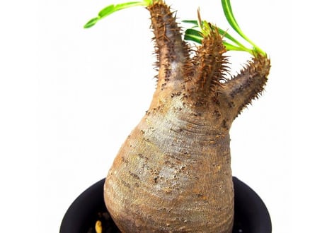 Pachypodium Gracilius パキポディウム  グラキリス  №１ little