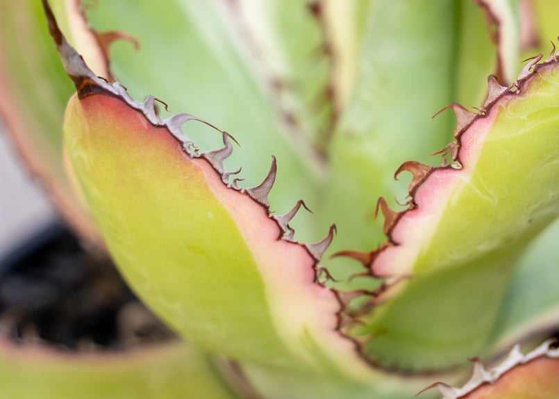 ボビコルヌータ アガベ ドライガーデン 大株　観葉植物 fit=scale-down,w=1200