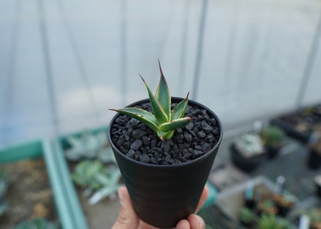 アガベ　サングロー　Agave  Sun Glow