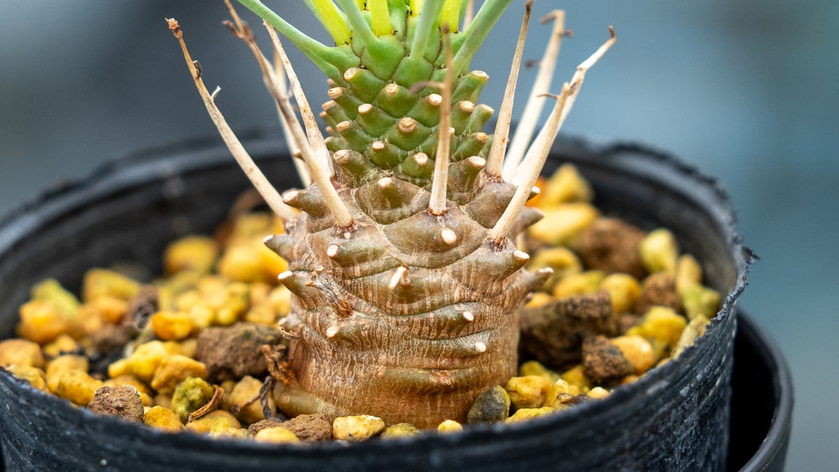 Euphorbia multifolia【ユーフォルビア・ムルチフォリア