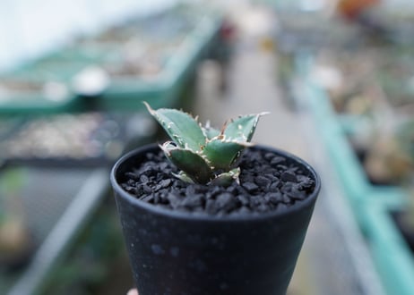 アガベ　チタノタ　FO-76　Agave titanota  FO-76　No.25