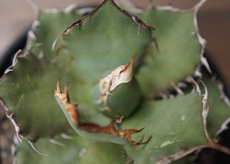 Agave titanota FO-76 A NO.1