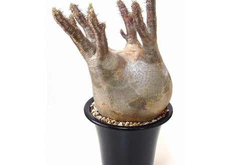 予約済み パキポディウム  グラキリス Pachypodium Gracilius　№6