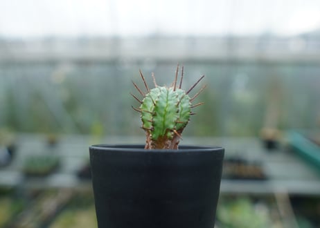 ユーフォルビア　ホリダ　マジョール　Euphorbia horrida major
