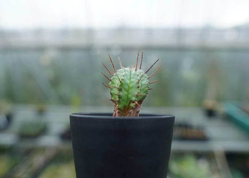 ユーフォルビア ホリダ マジョール Euphorbia horrida major | man