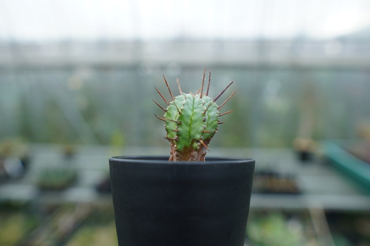 ユーフォルビア ホリダ マジョール Euphorbia horrida major | man