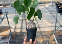 ユーフォルビア　ファンシャウェイ⑦【希少種】【実生苗】 ユーフォルビア ファンシャウェイ⑦【希少種】【実生苗