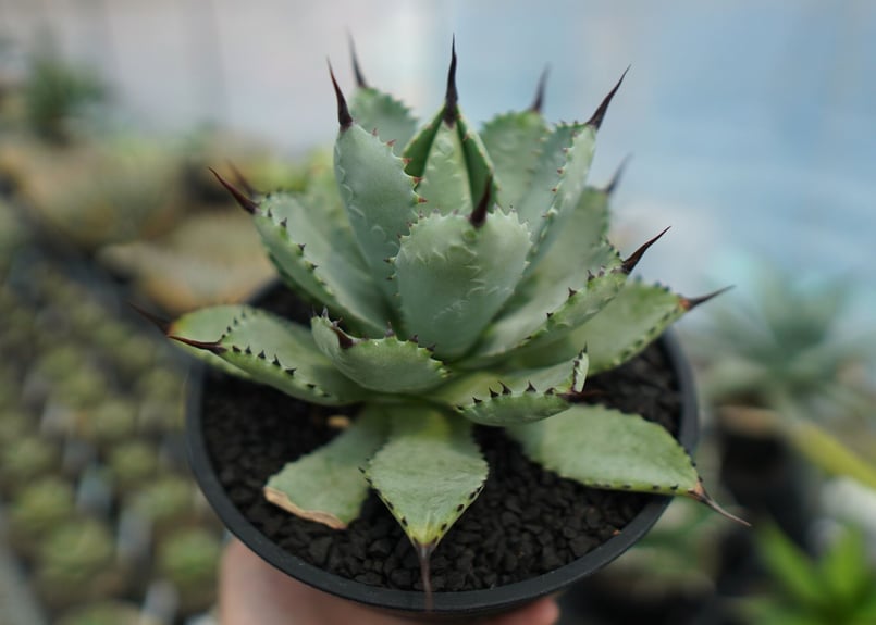 アガベ マクロアカンサ×ポタトラム Agave macroacantha×potatorum