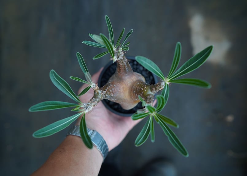パキポディウム グラキリス Pachypodium Gracilius No.5 | ma