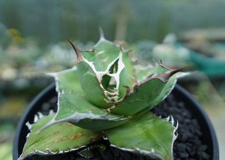 アガベ　チタノタ 　Agave titanota No.3