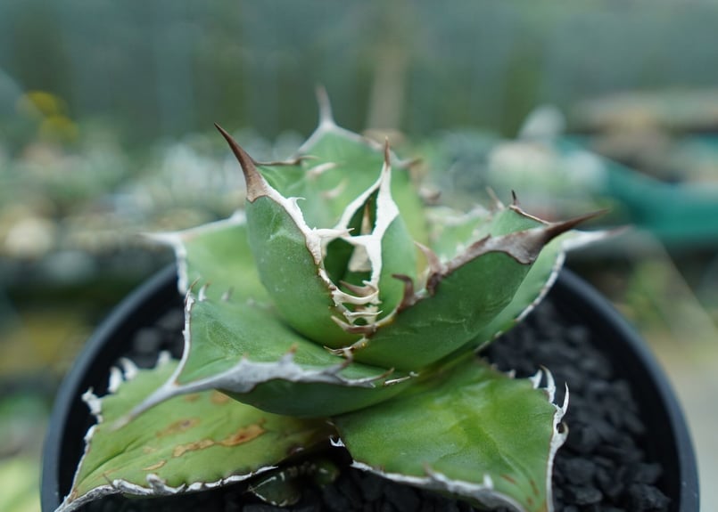 アガベ チタノタ Agave titanota No.3 | mana's farm:塊根植