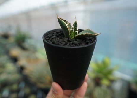 アガベ　チタノタ　狼人　agave titanota "狼人"　No.1