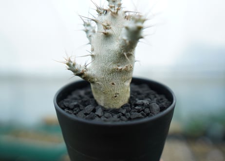 パキポディウム　サンデルシー　Pachypodeium saundersii　No.1