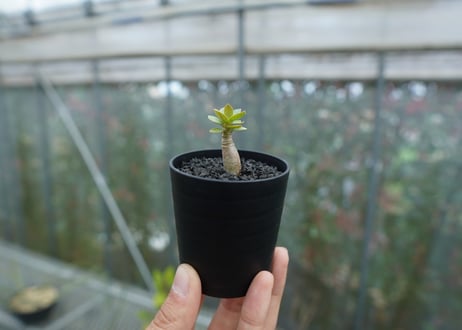 アデニウム　Adenium  No.4