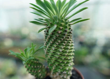 ユーフォルビア　ソテツキリン "パイナップルコーン"　Euphorbia sotetsukirin  No.3