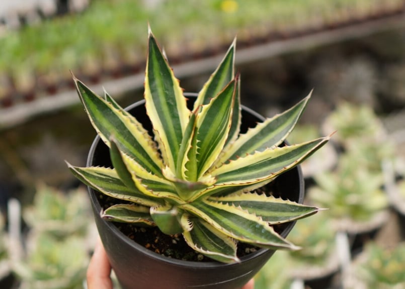 アガベ 五色万代　超レア株 アガベ 五色万代 超レア株 a0474_Agave：アガベ・五色万代（子株