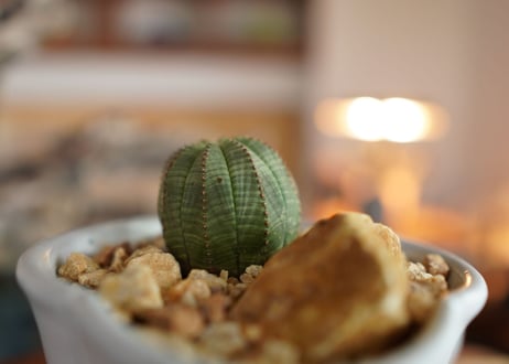 ユーフォルビア　オベサ　Euphorbia obesa
