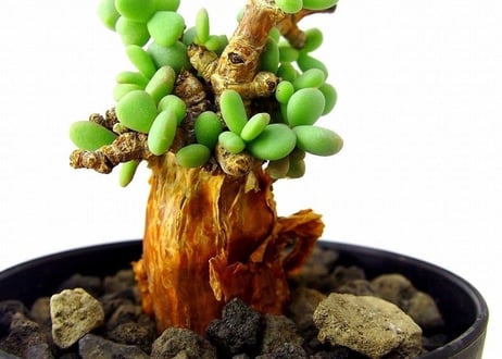 Ceraria pygmaea ケラリア・ピグマエア  №5