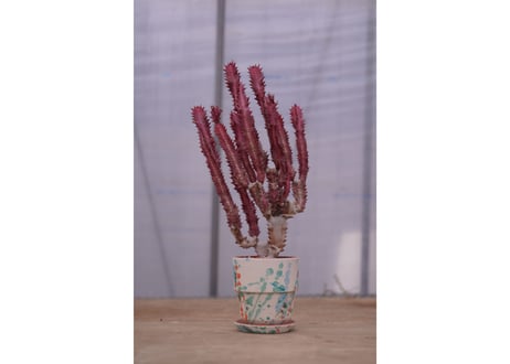 ユーフォルビア　紅葉彩雲閣　Euphorbia trigona f. rubra