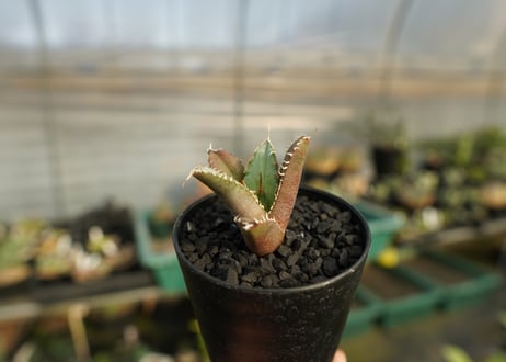 アガベ　チタノタ　FO-76　Agave titanota  FO-76　No.2