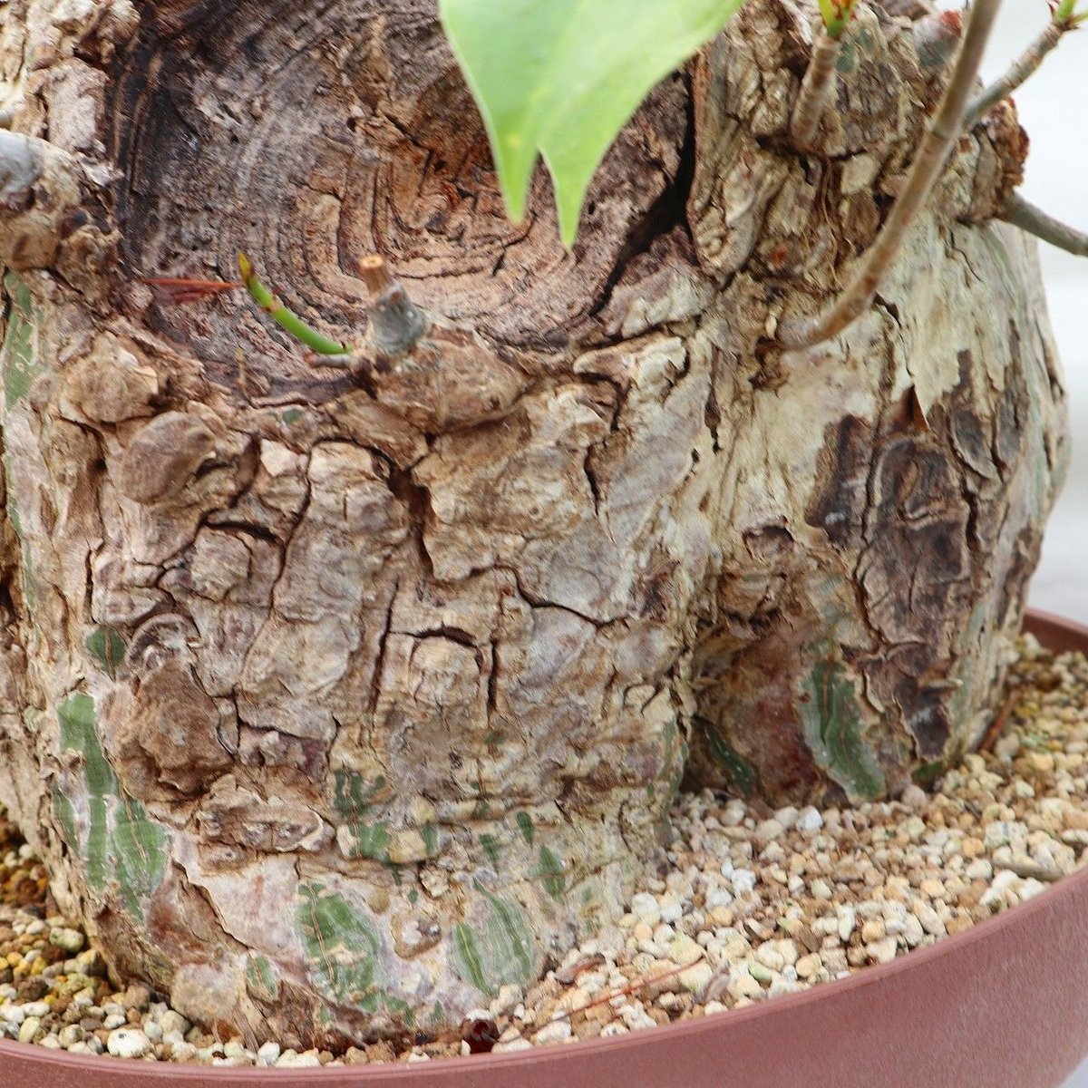 プセウド ボンバックス | mana's farm:塊根植物・アガベ・ドライ