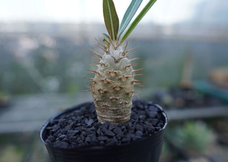 パキポディウム　カクチぺス　Pachypodium cactipes