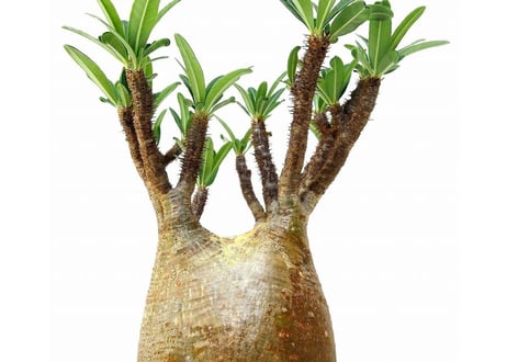 パキポディウム グラキリス　 Pachypodium Gracilius №1