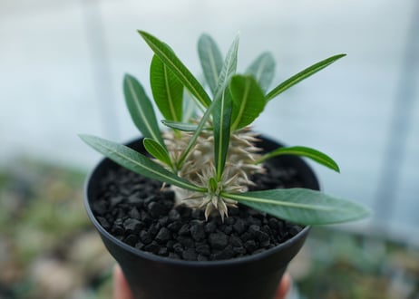 パキポディウム　恵比寿大黒　Pachypodium Densicaule　No.4