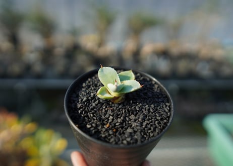 アガベ　パリー　トランカータ　Agave parryi var. truncata