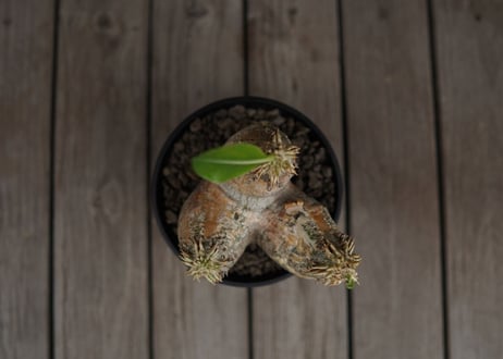 パキポディウム　エブレネウム　Pachypodium eburneum