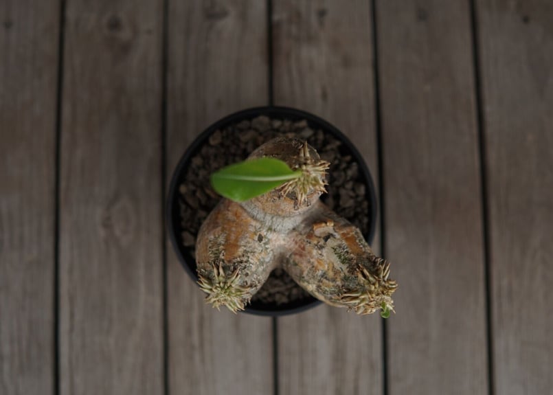 パキポディウム エブレネウム Pachypodium eburneum | mana's fa