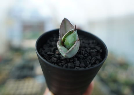アガベ　チタノタ　 ブラックアンドブルー 　Agave titanota black and blue　No.3