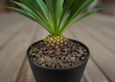 鉄甲丸　Euphorbia bupleurifolia