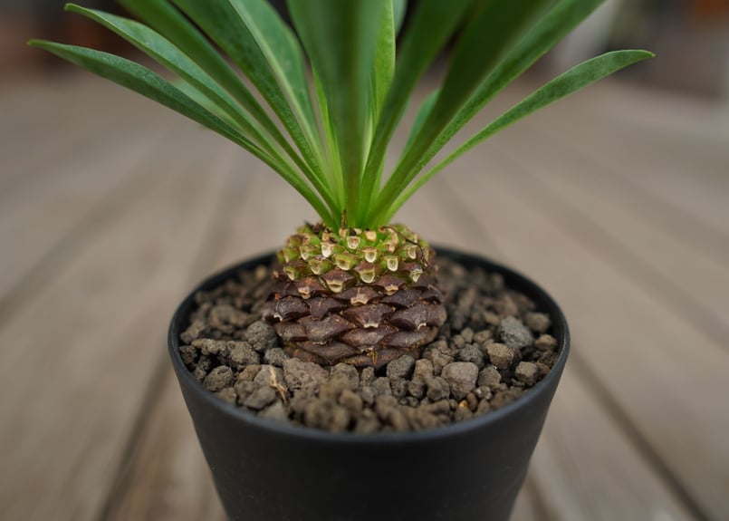 鉄甲丸 Euphorbia bupleurifolia | mana's farm:塊根植物・