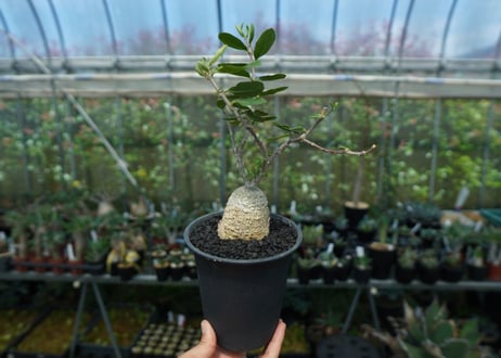 フォッケア　エデュリス　”火星人”　Fockea edulis  No.1