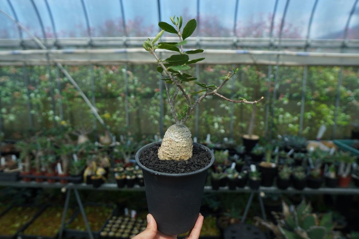 フォッケア　火星人　フォッケアエデュリス フォッケア・エデュリス（火星人）の基本情報・育て方｜多肉植物