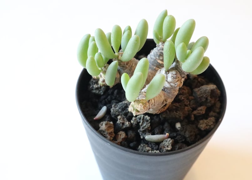 【期間限定割引中】オトンナ・クラビフォリア オトンナ クラビフォリア | mana's farm:塊根植物・アガベ・ドライ