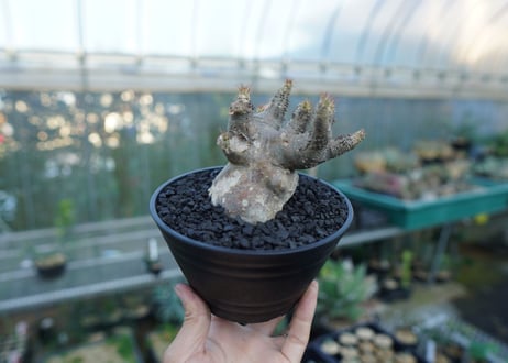 パキポディウム　マカイエンセ　Pachypodium makayense No.1