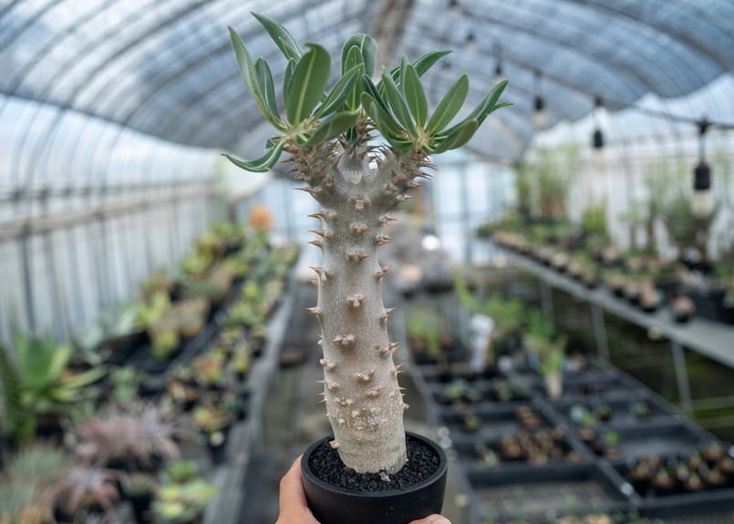 塊根植物　デンシフローラム2頭　鉢つき 塊根植物 デンシフローラム2頭 鉢つき