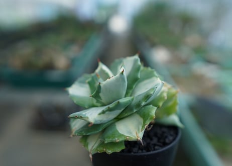 アガベ　王妃雷神錦　白中斑　Agave　“Ohi Raijin Nishiki Shironakahu”