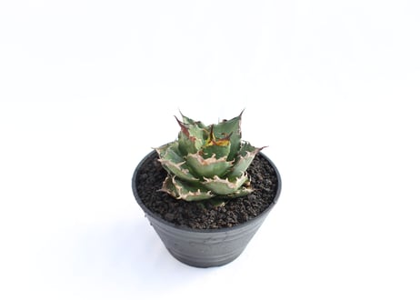 Agave titanota FO-76 compacta  no.１２