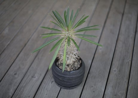 パキポディウム   ラメリー Pachypodium lamerei